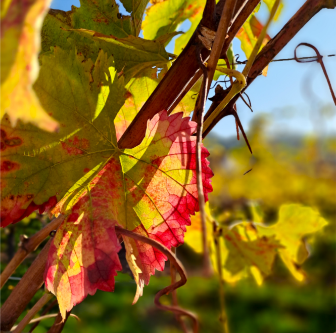 [Four steps in the vineyard]